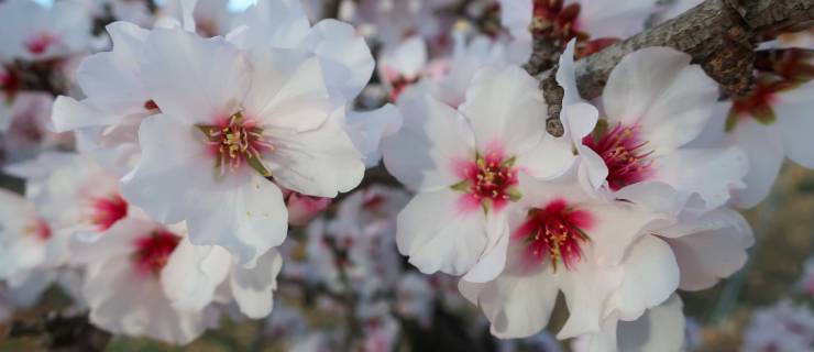 almond blossom in Jalon valley Costa Blanca - Vall de Pop