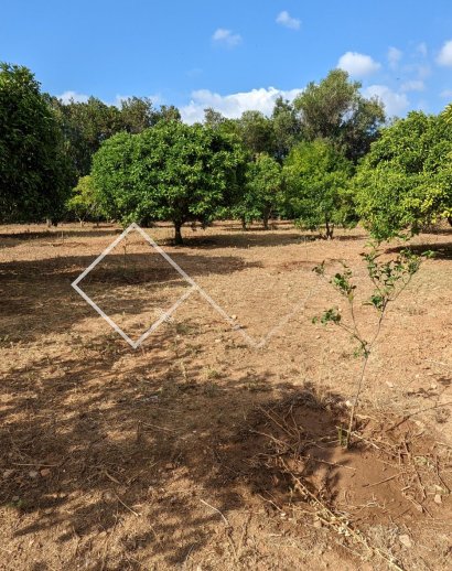 Ground -  - Denia - Sportcentrum