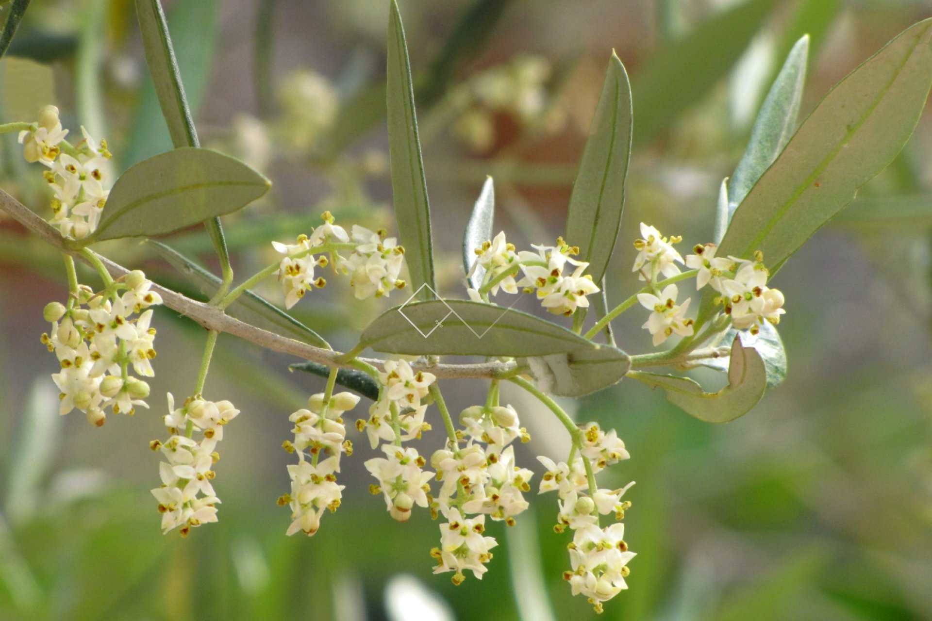 Revente - Villa - Moraira