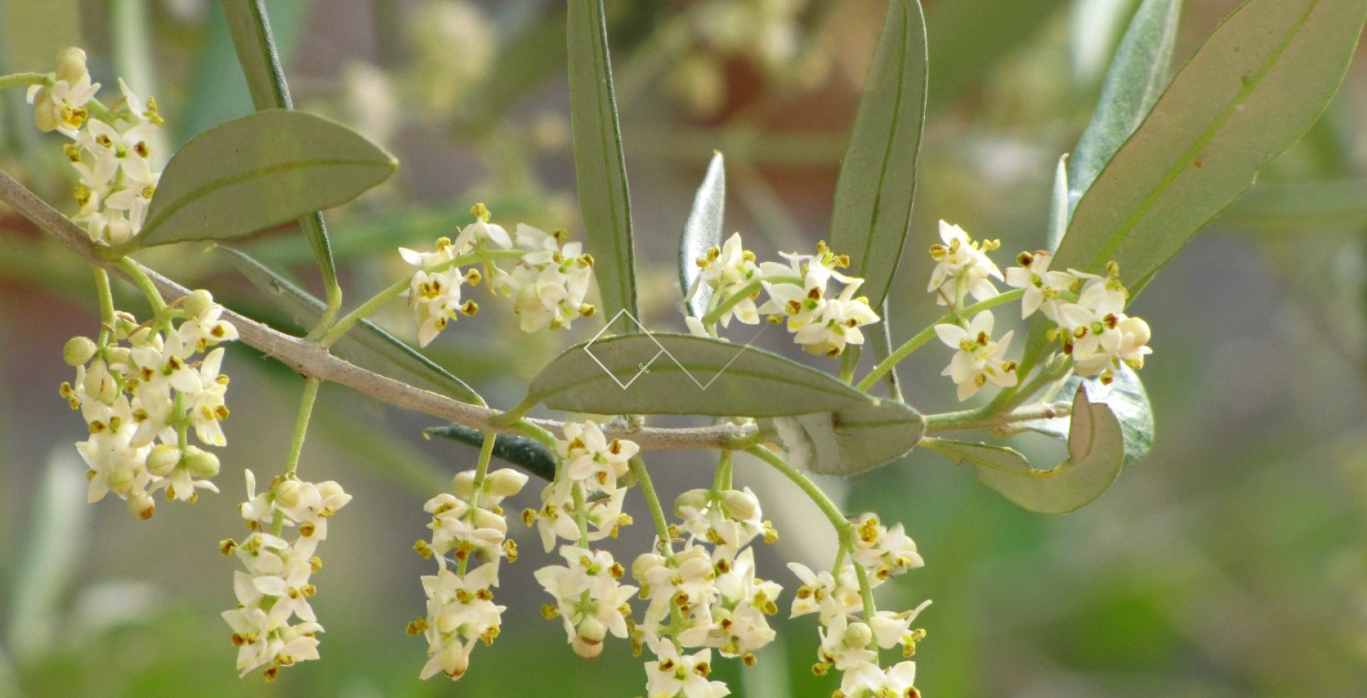 Resale - Villa - Moraira